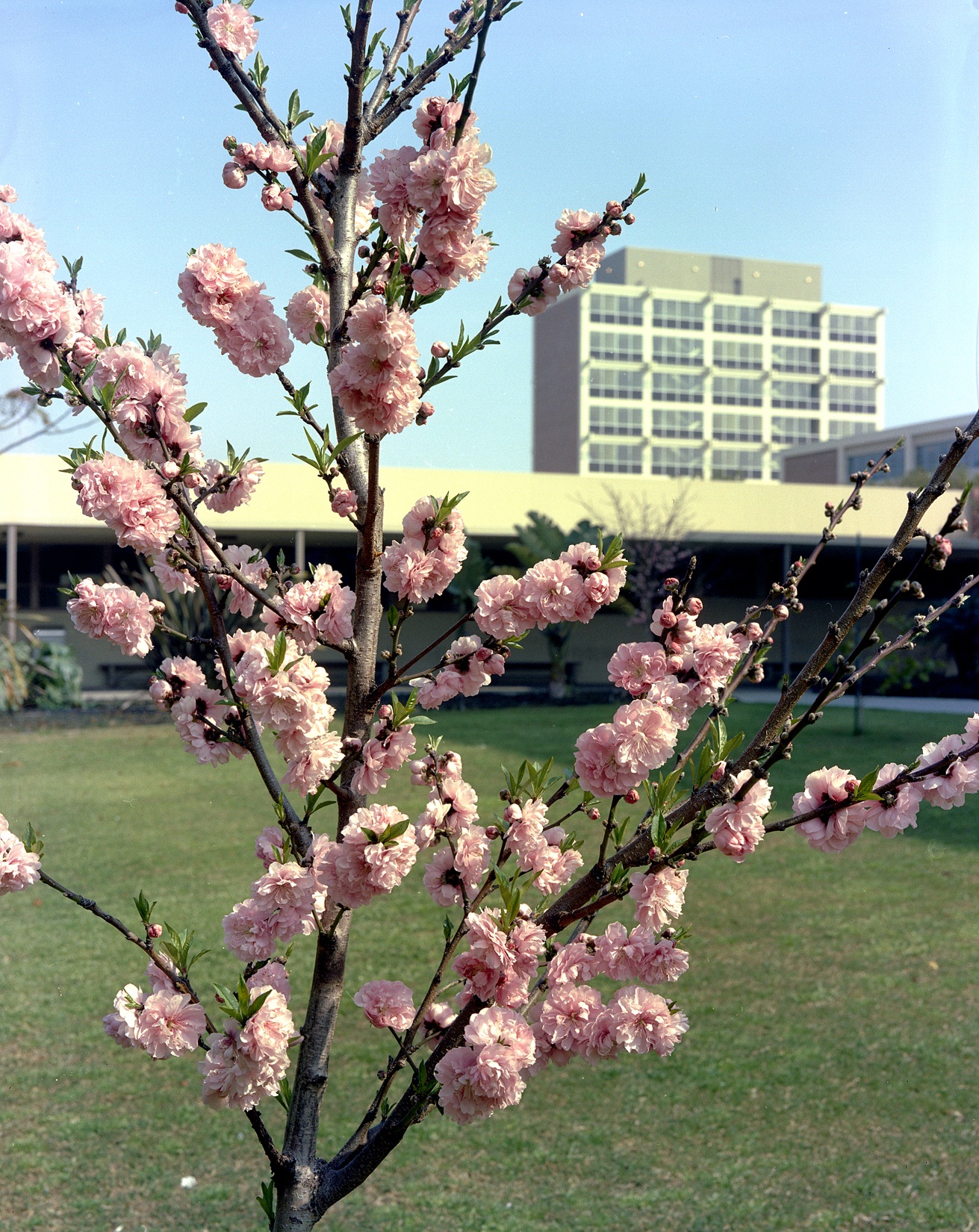 Peach trees at CSULB, 1967