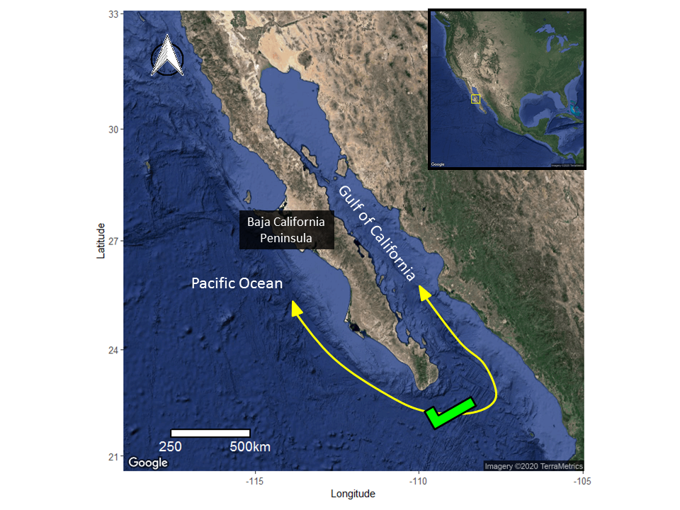 Fig. 48 - stingrays can travel between Gulf of California an