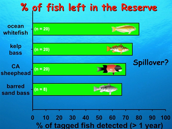 Fig. 7. percent of fish left in the reserve