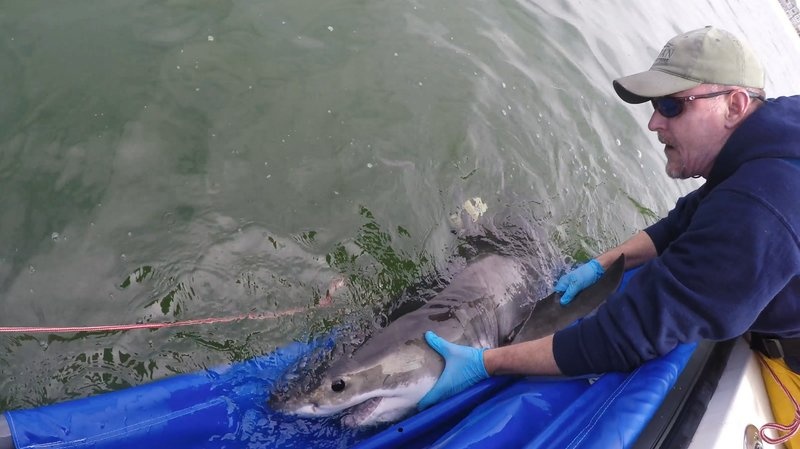 Dr. Chris Lowe tagging a juvenile white shark off SoCal coas