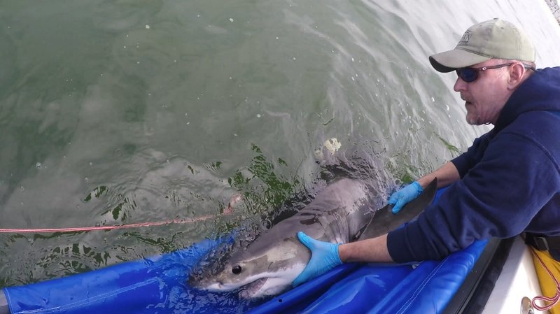 chris_with_shark.jpg Dr. Chris Lowe tagging a juvenile white shark off SoCal coas
