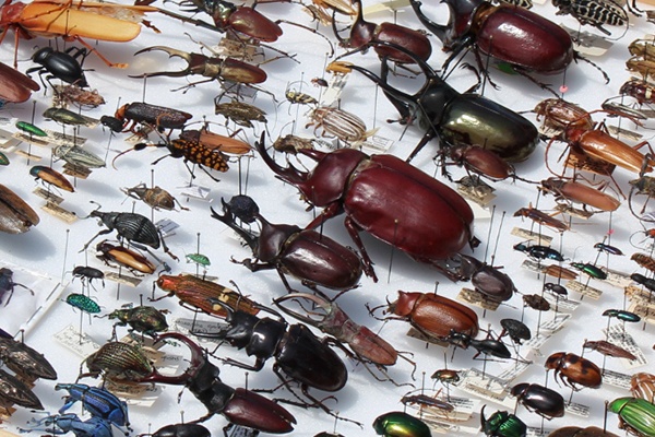 bug collection