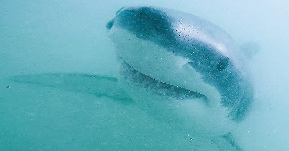 Shark under water