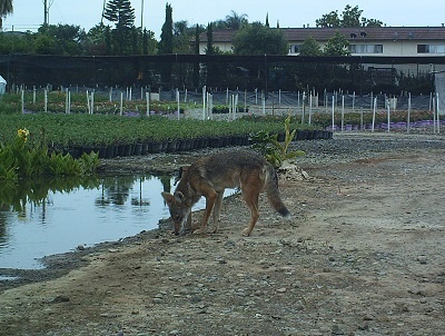 Coyote drinking water at a plant nursery
