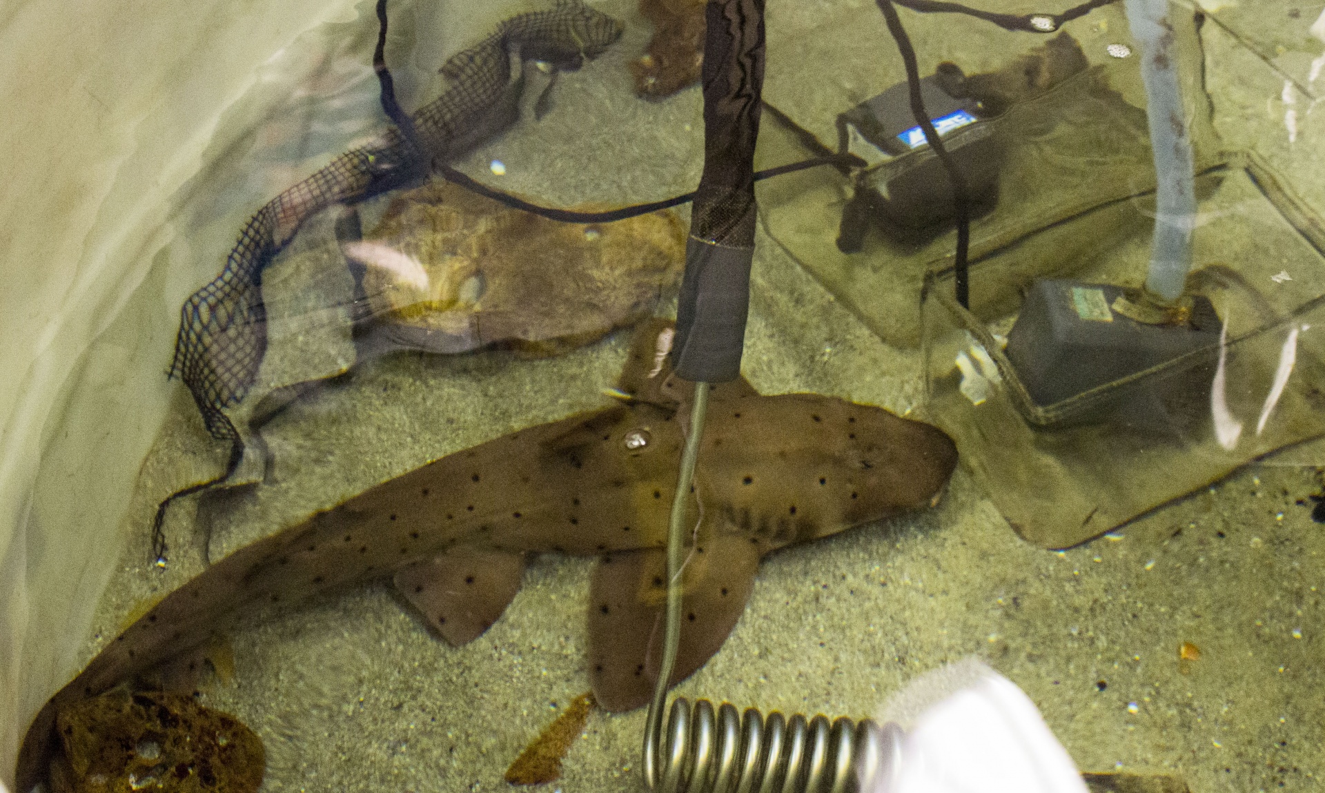 horn shark