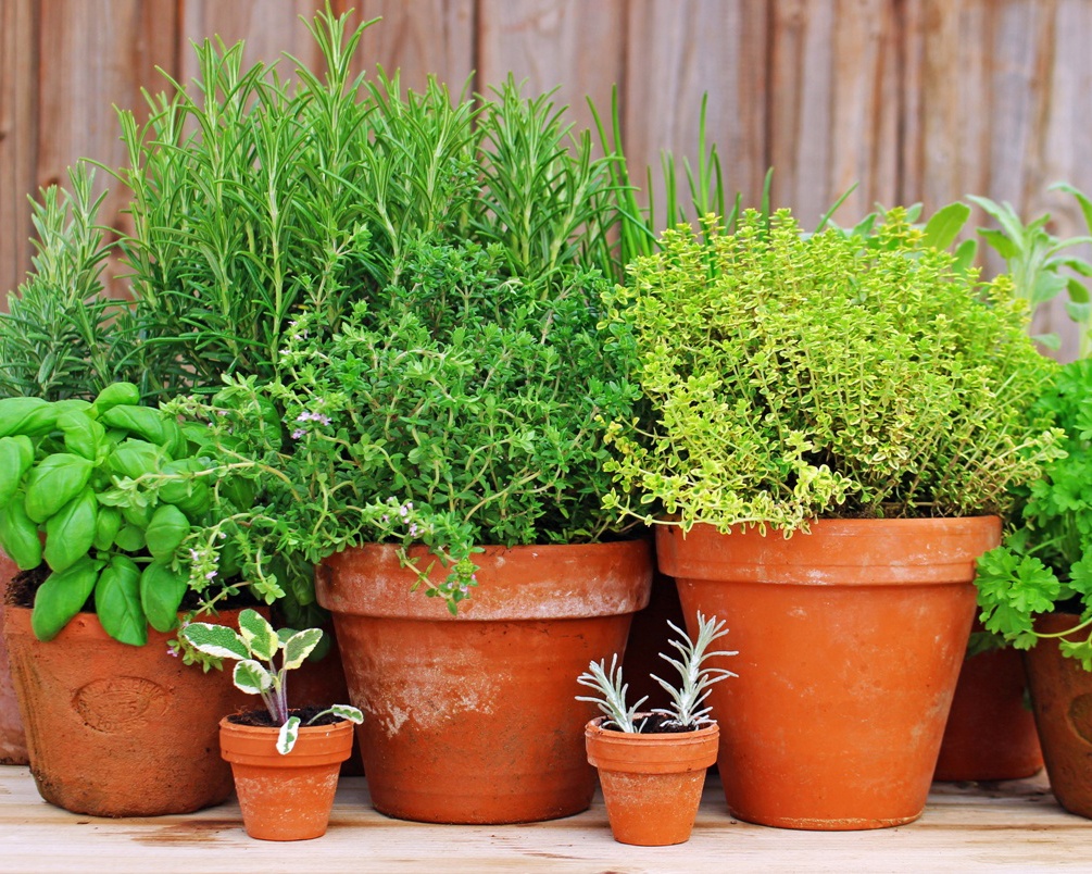 indoor-herbs-crop.jpg herbs