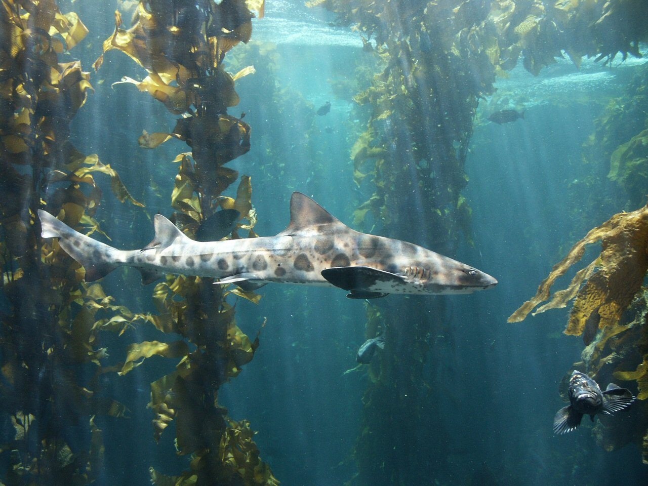 leopard shark