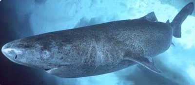 pacific-sleeper-shark.jpg sleeper