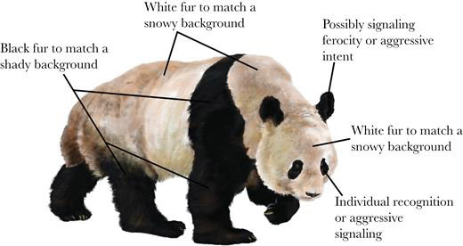 Image: panda-info.jpg