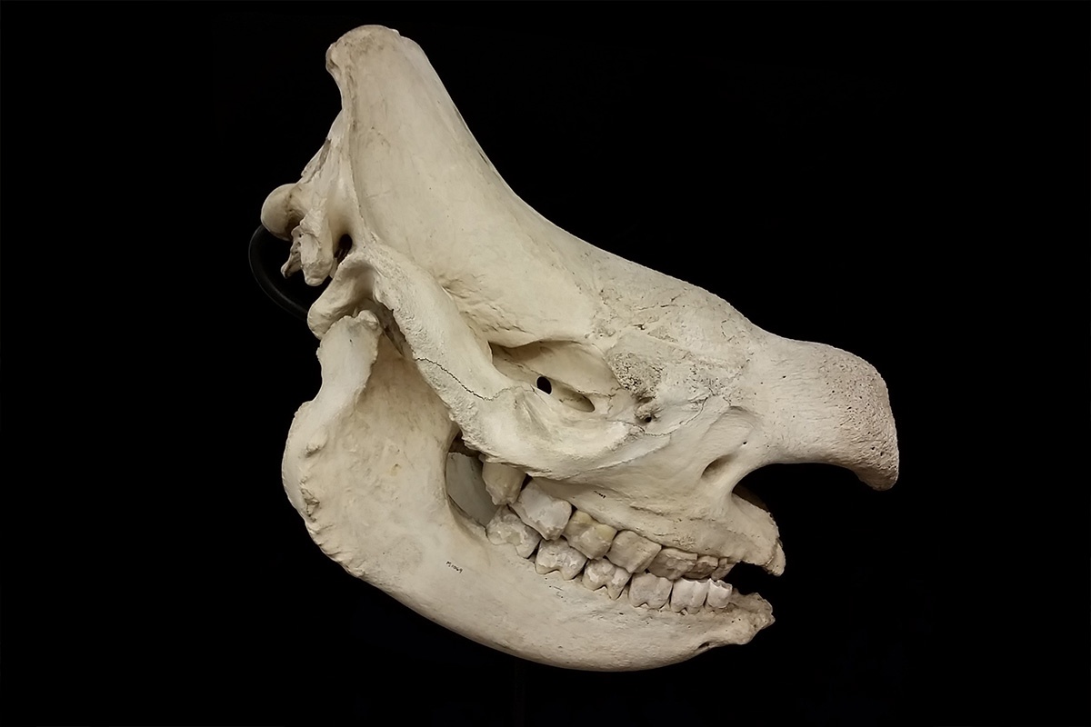 rhino skull