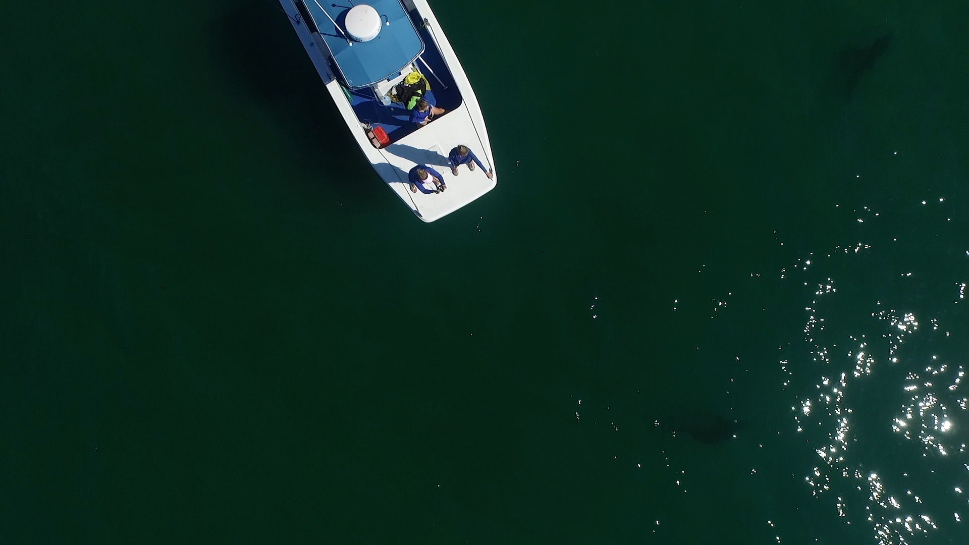 Students on boat observe white sharks in coastal waters.
