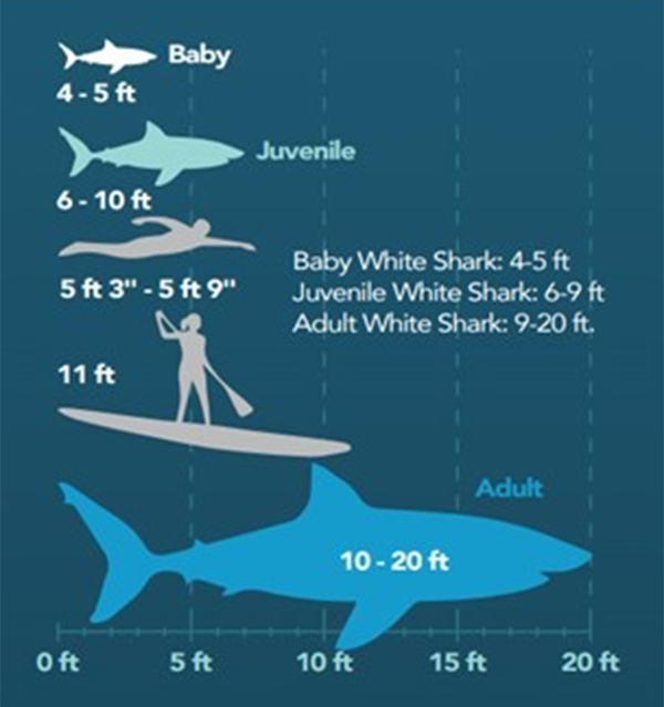  newborn, juvenile, and adult shark sizes