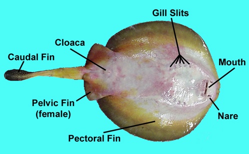 anatomy of a stingray from the bottom