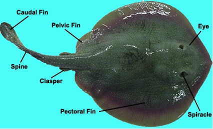 anatomy of stingray from a top view