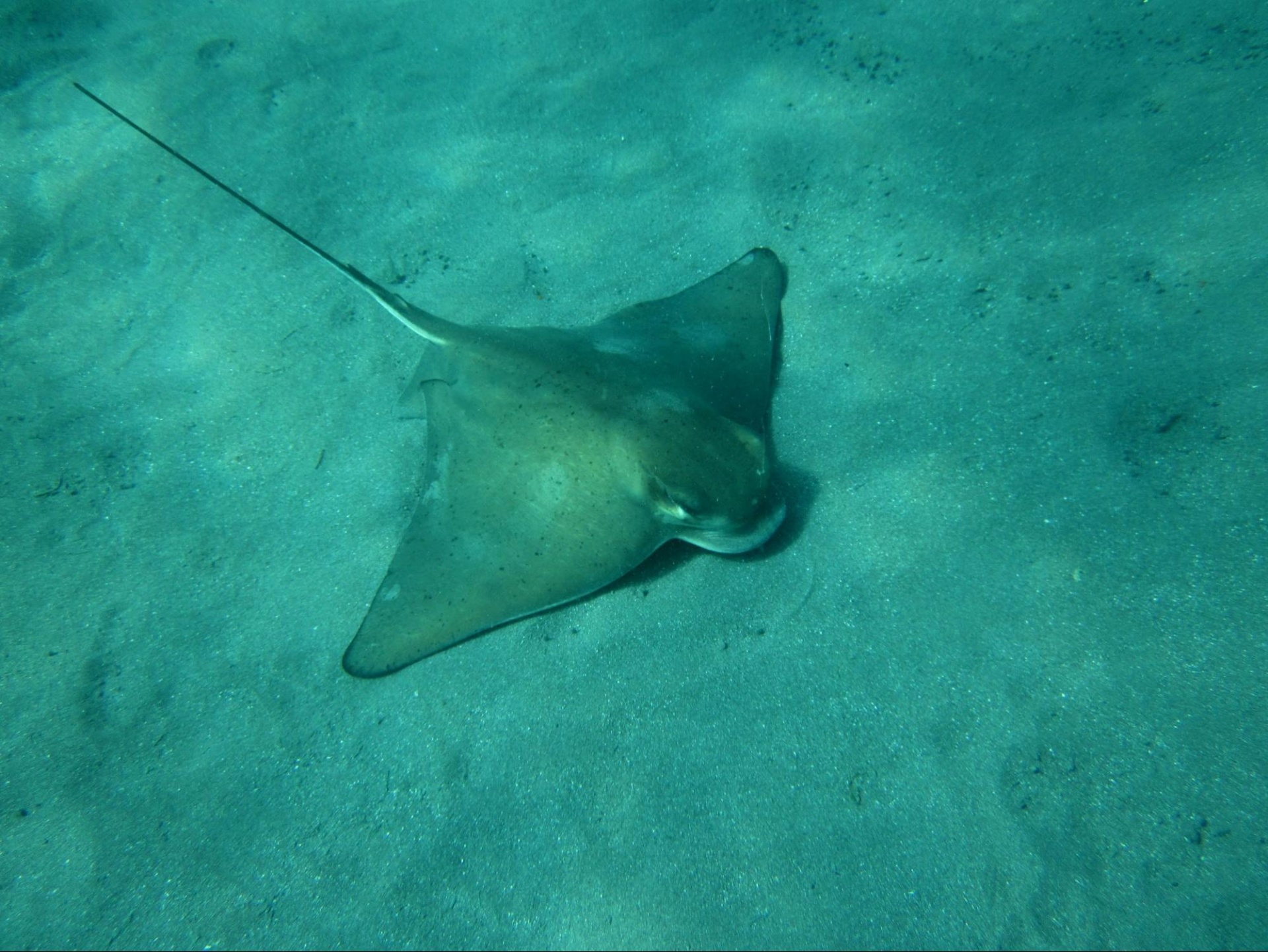 front view of a stingray