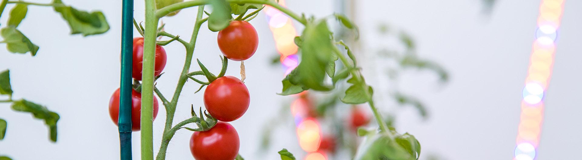 Tomatoes grown with moisture sensors