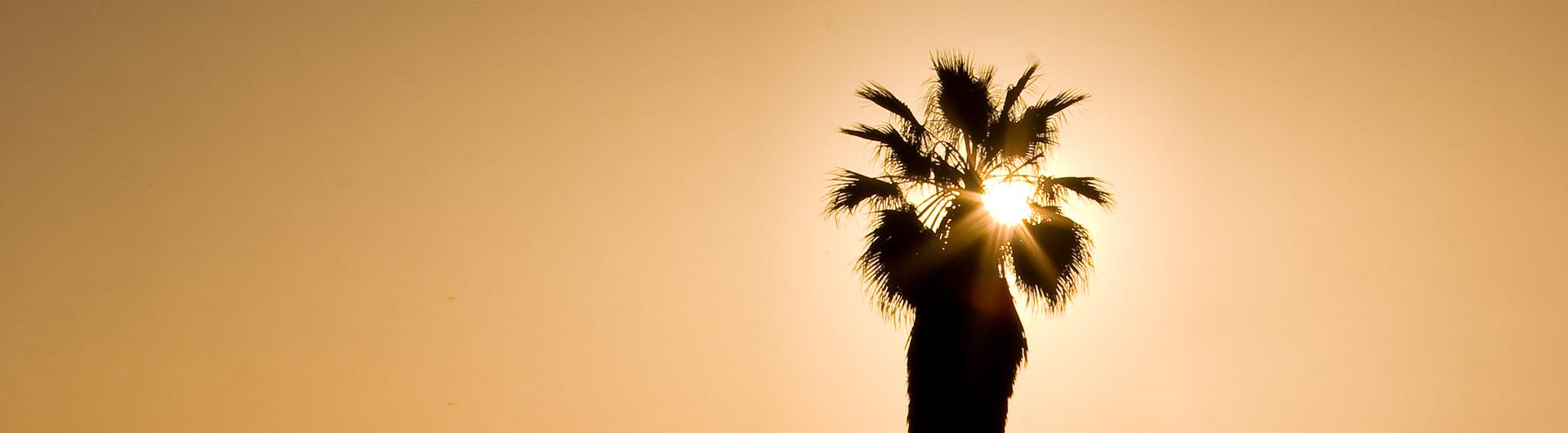 Palm Tree at sunset 