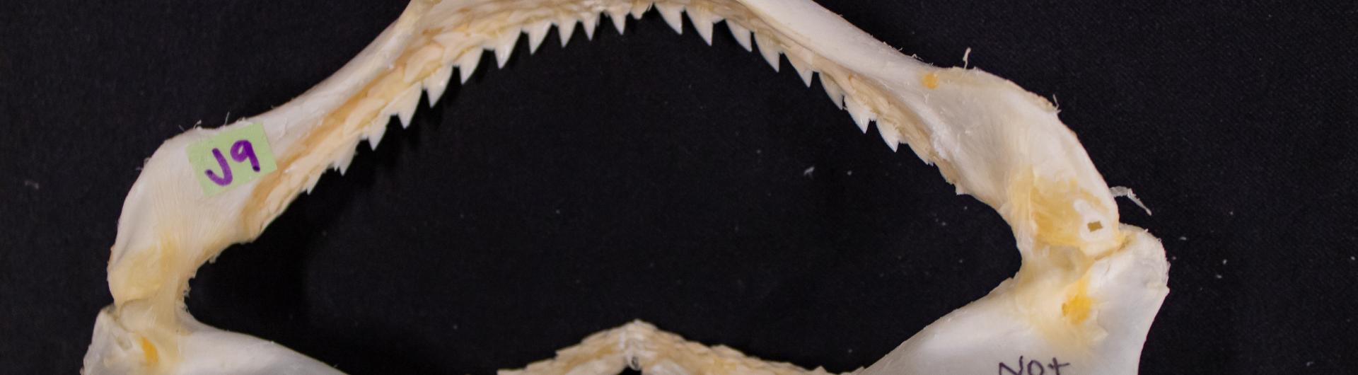 Close-up of a shark jaw