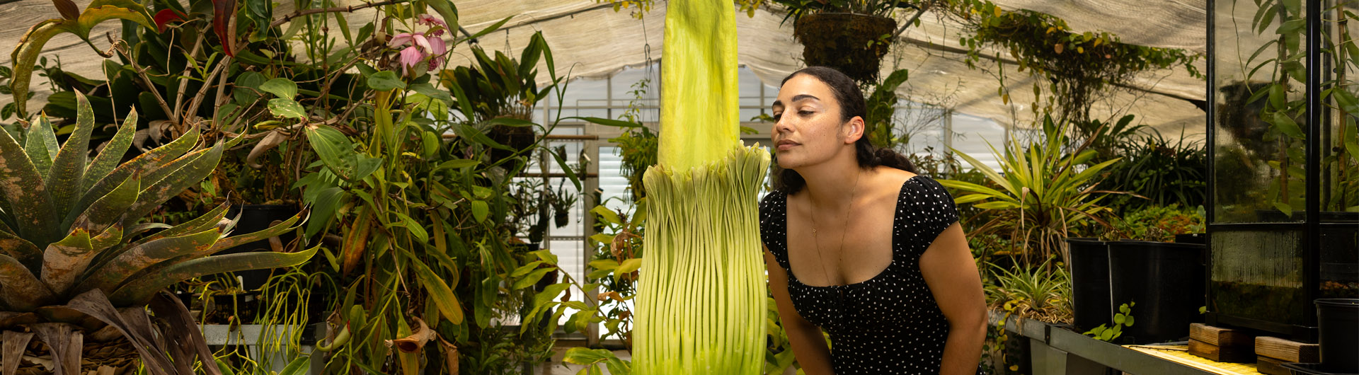 A woman appears to sniff a "corpse flower"
