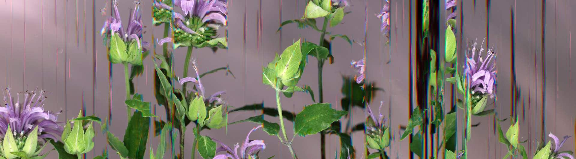 KCAM_Heather Renee Russ_WildFistulosa