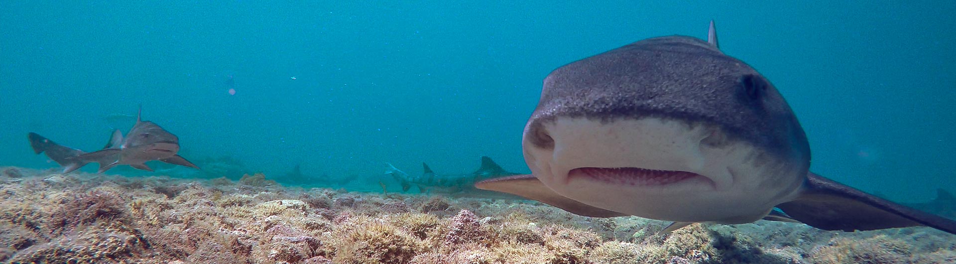 Shark Lab California State University, Long Beach
