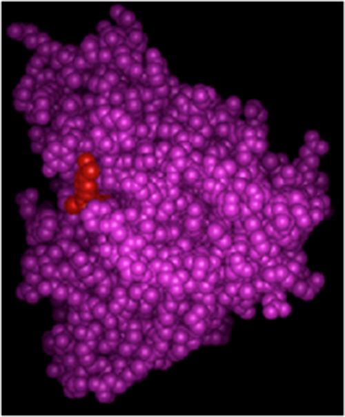 histone deacetylase enzyme