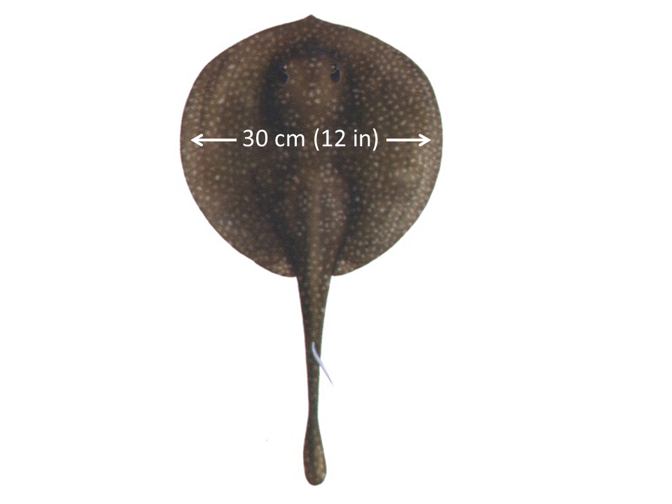 Width of a stingray is 30 cm or 12 inches