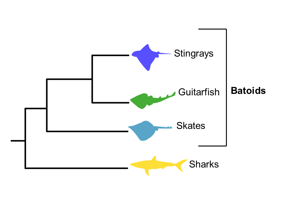 stingrays, guitarfish, and skates are all batoids