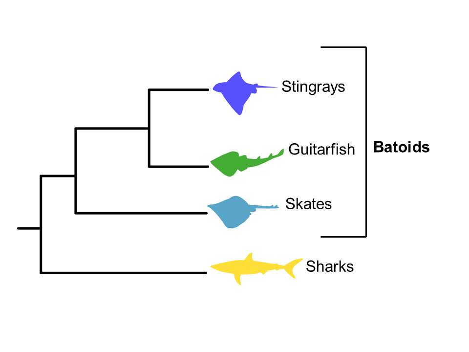 1.png stingrays, guitarfish, and skates are all batoids