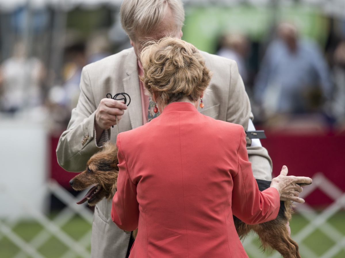 20160624_gwta-dog-show_sd_01.jpg Judges inspect a medium-sized dog during the competition.