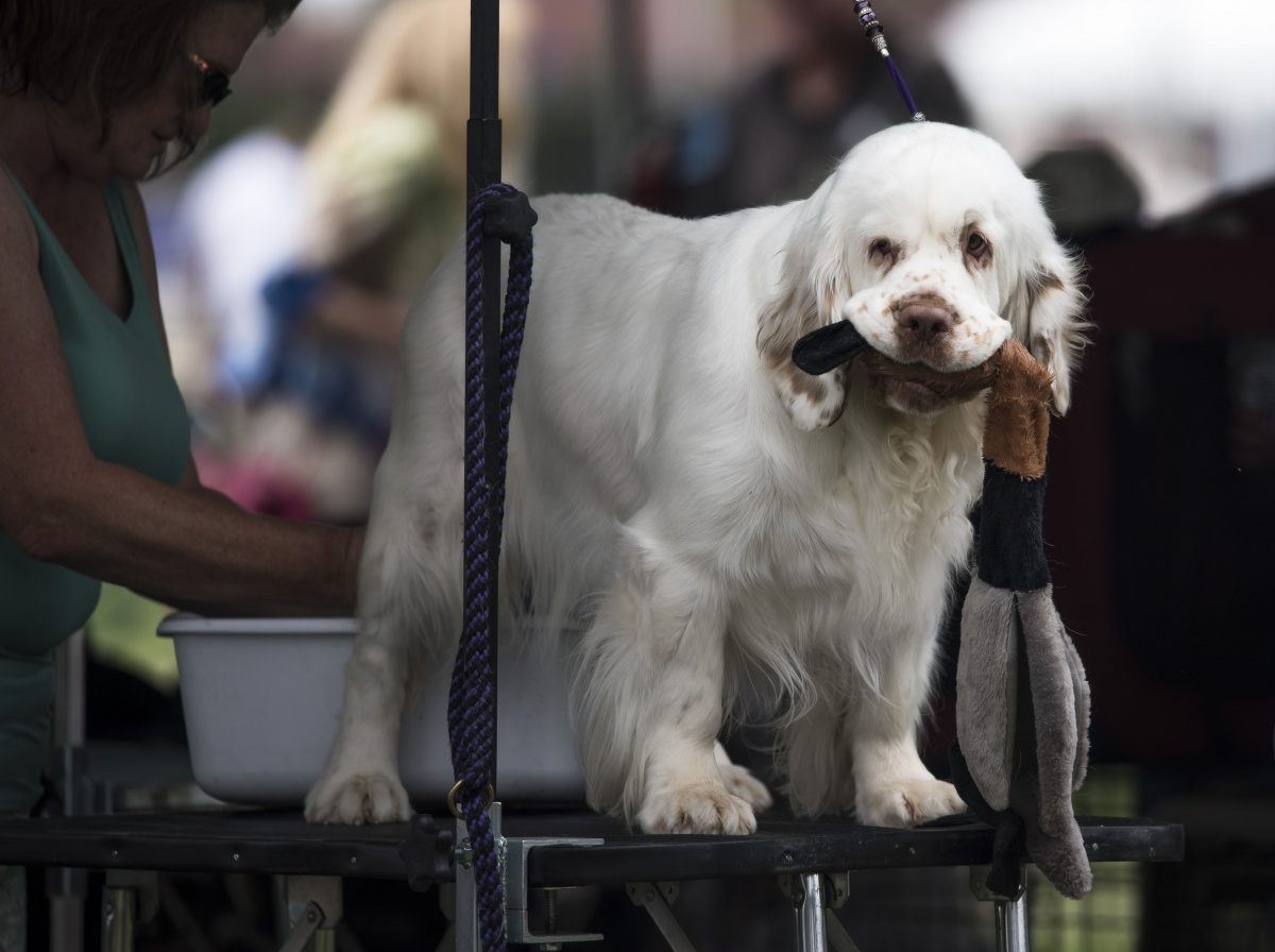 20160624_gwta-dog-show_sd_02.jpg A dog stands on a table with a toy in their mouth.