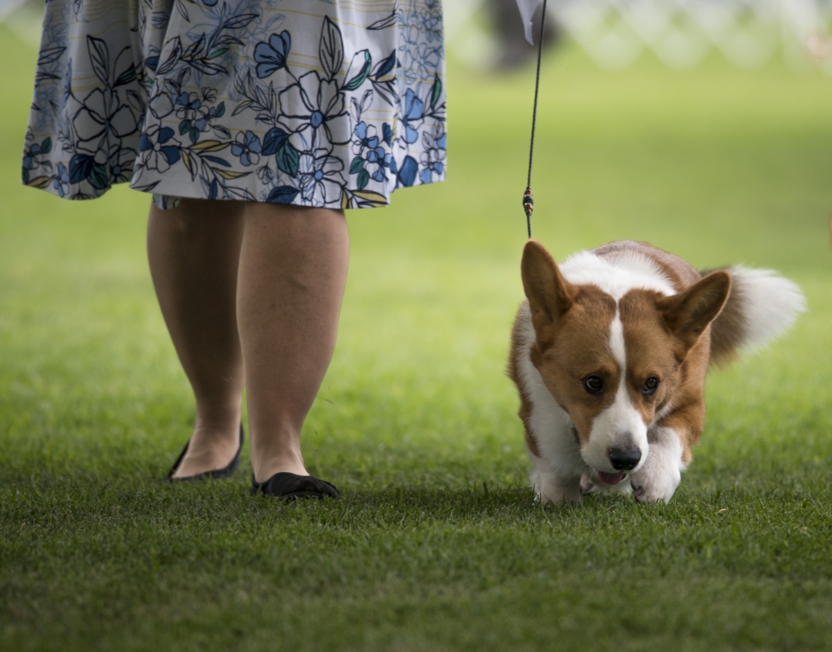 20160624_gwta-dog-show_sd_03.jpg A corgi walks the course.