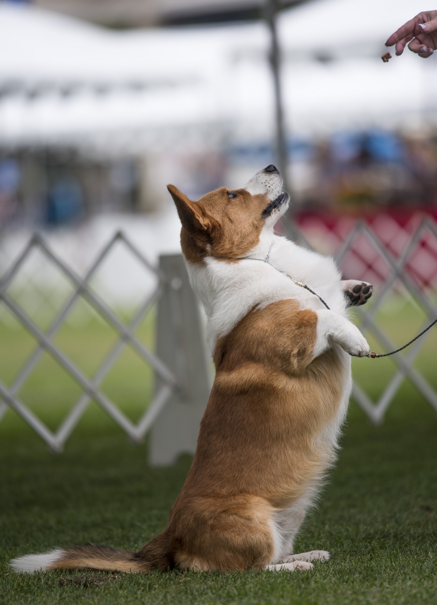 20160624_gwta-dog-show_sd_04.jpg A dog sits up in anticipation of a treat.