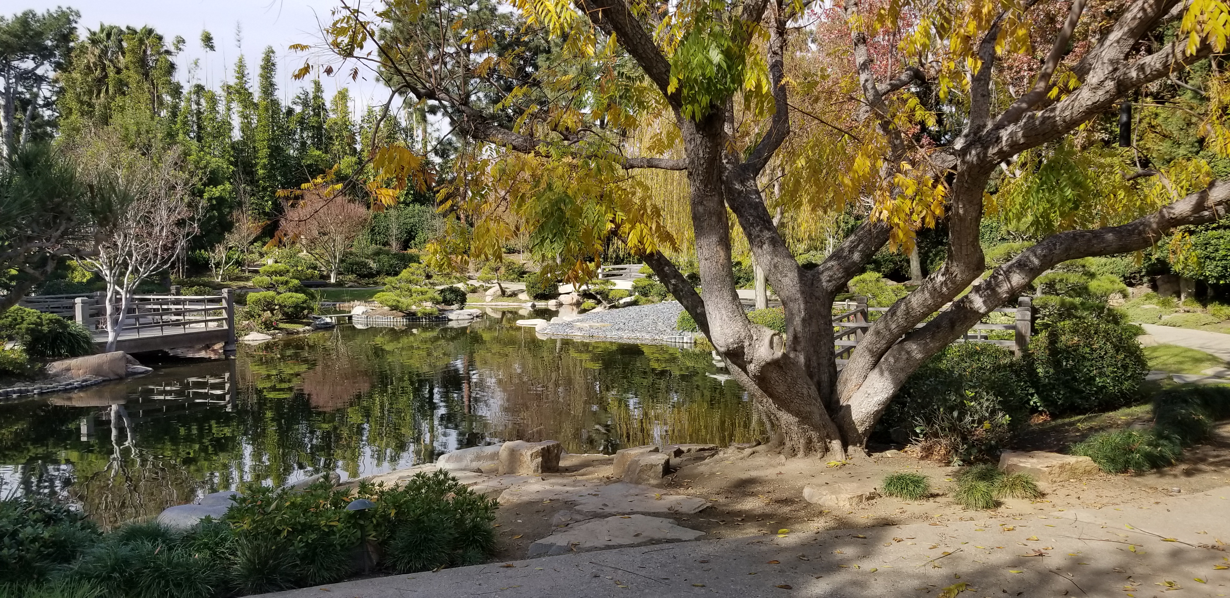 Photo of the pond and Chinese Flame Tree