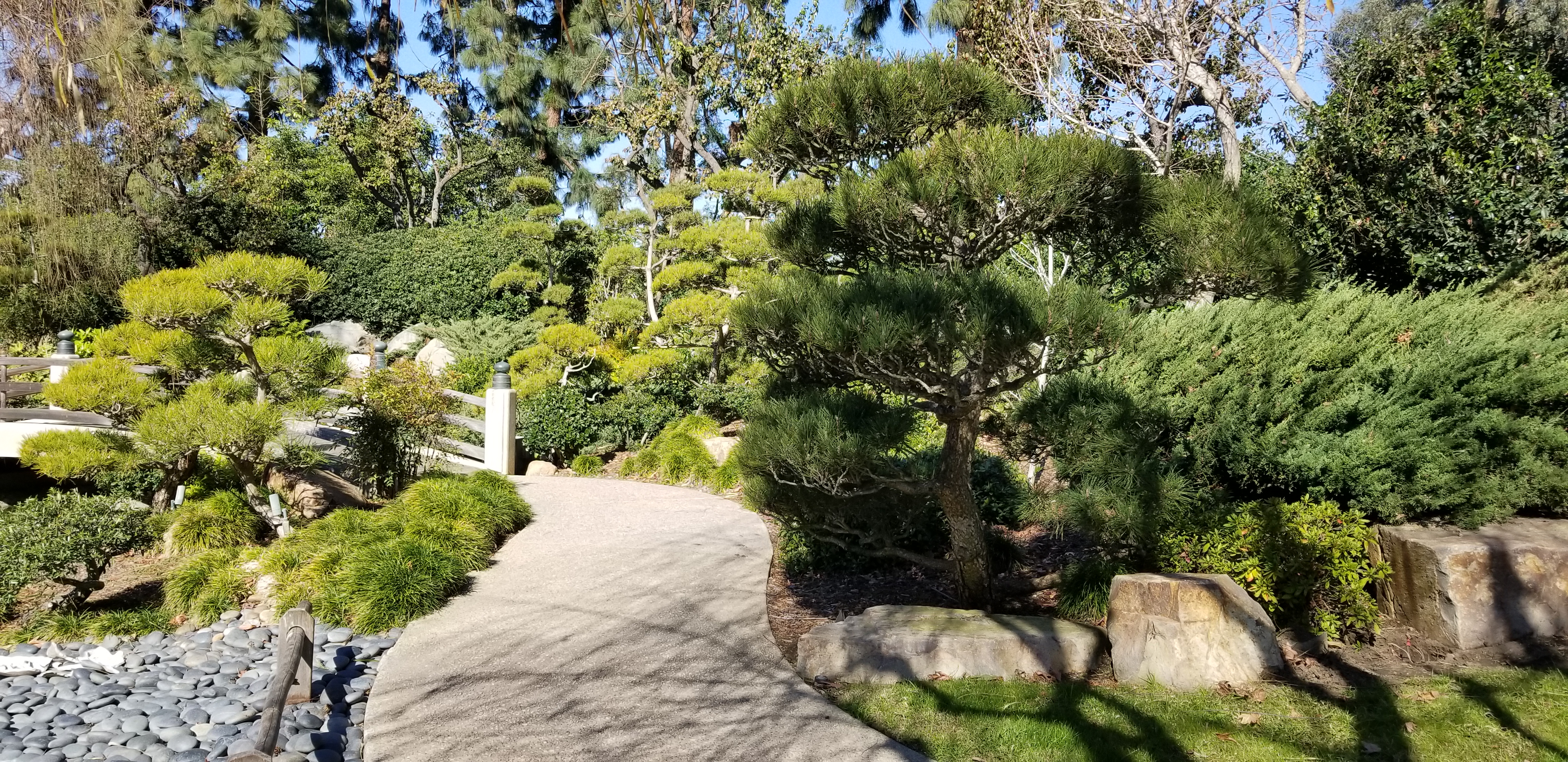 Photo of Japanese black pines in the Garden