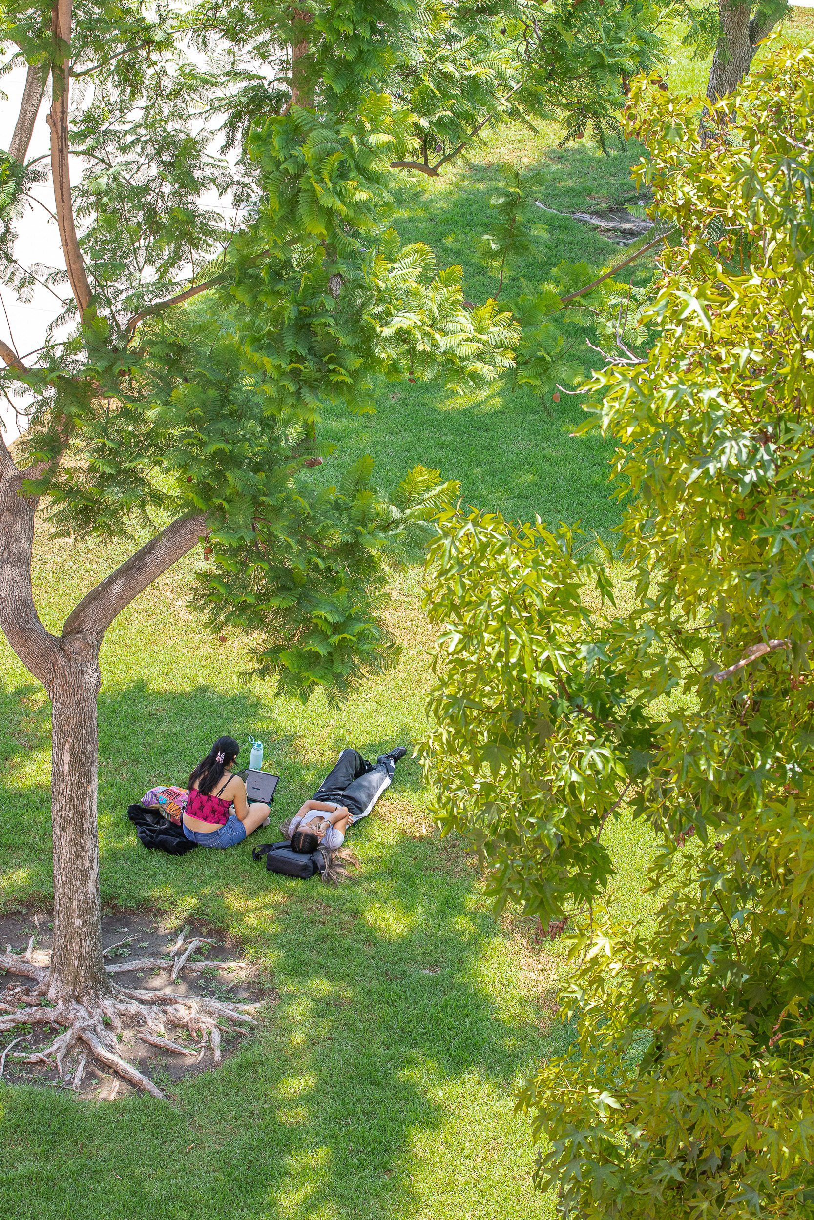 Students lounge beneath a tree