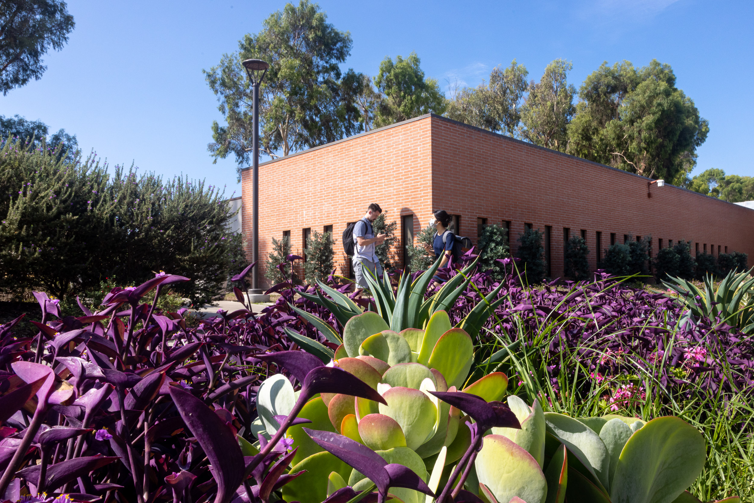 drought tolerant plants in front of brick building