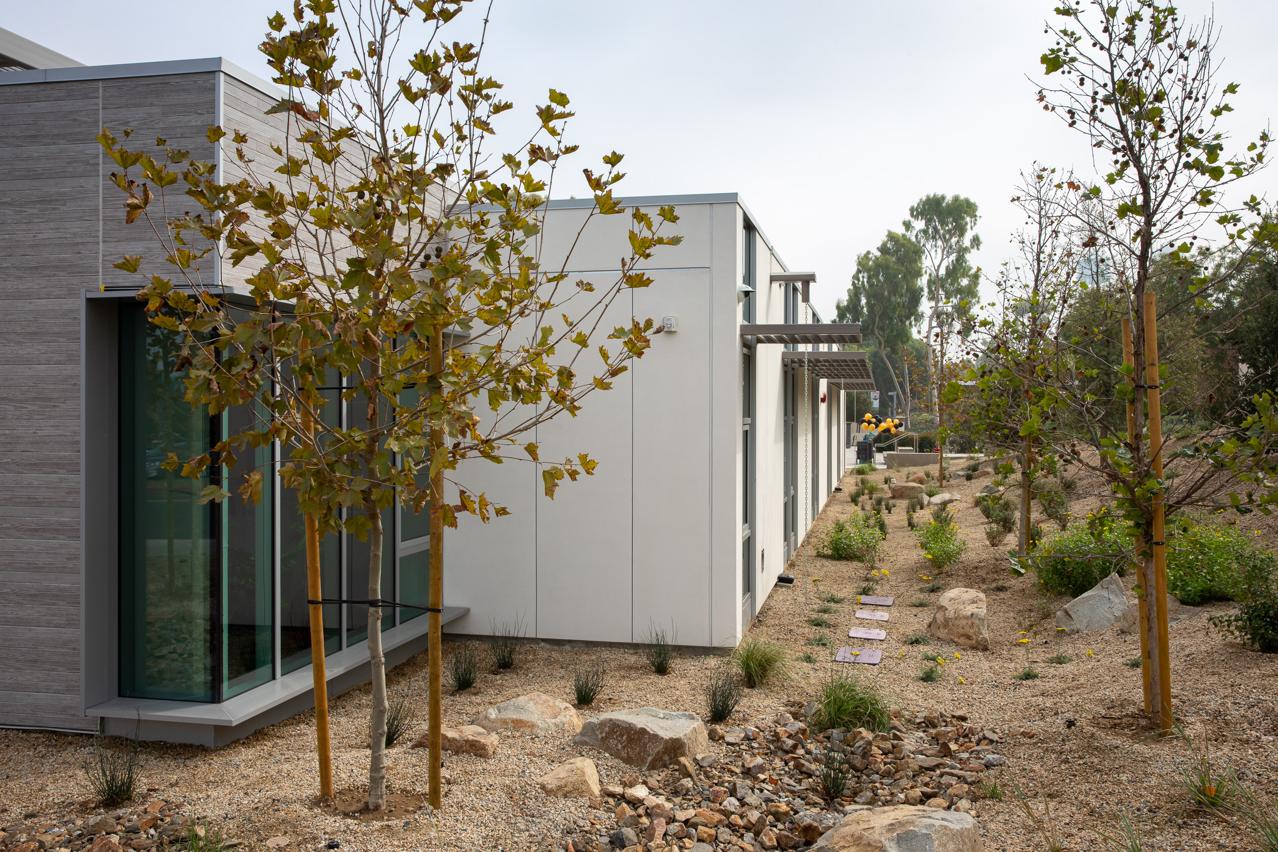 Drought tolerant plants around Hillside dorms