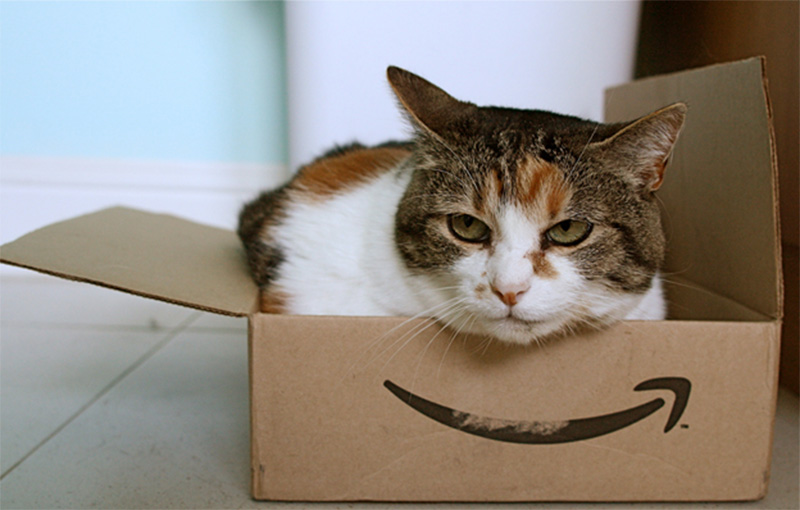 cat sitting in an amazon box