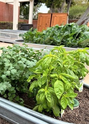 Grow Beach garden