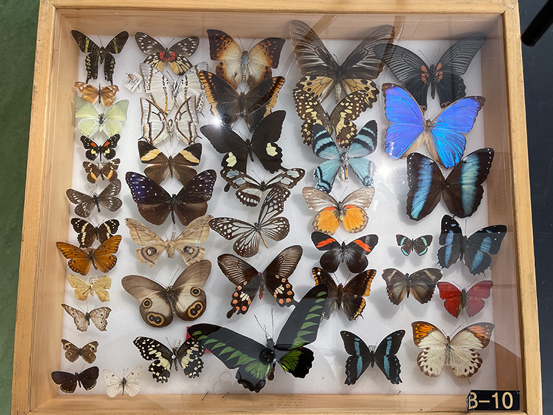 butterfly case