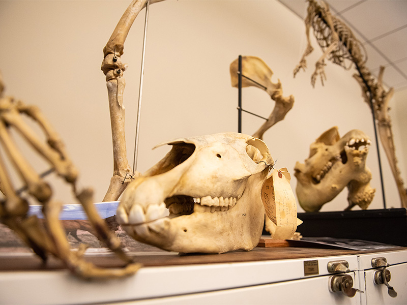animal skeletons
