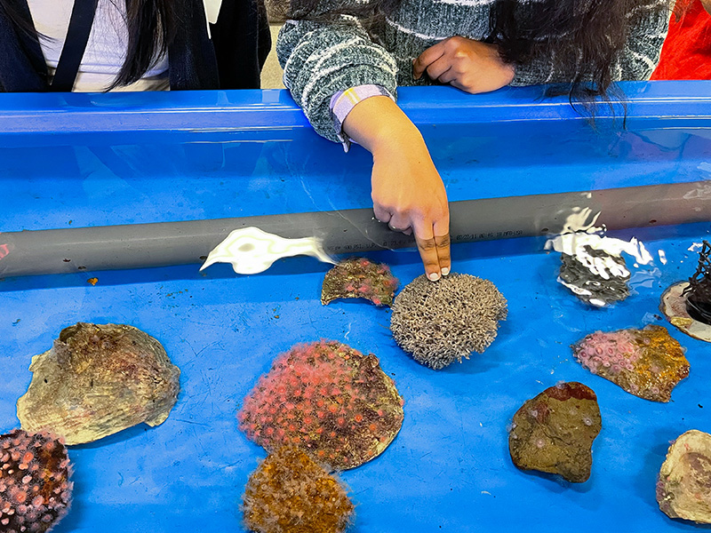 marine animal touch tank