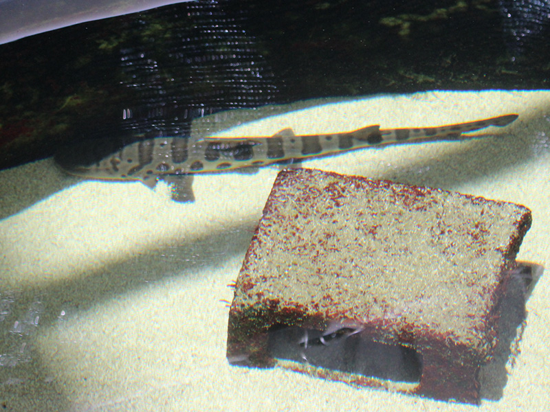small leopard shark