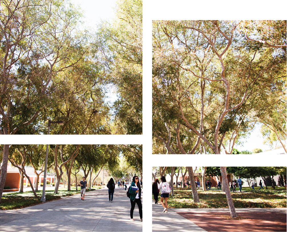 CSULB Friendship Walk