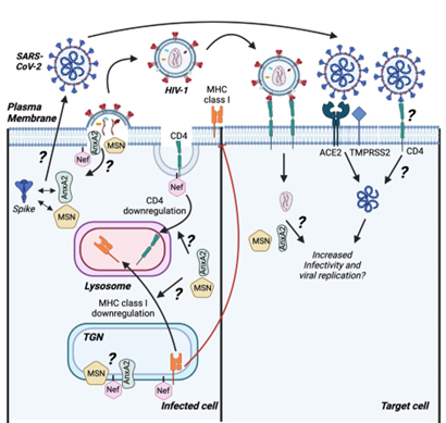 host proteins in HIV-1 and SARS-CoV-2 infection