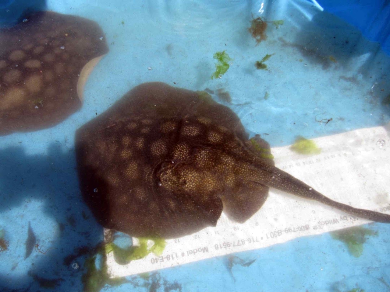 Stingray in tank