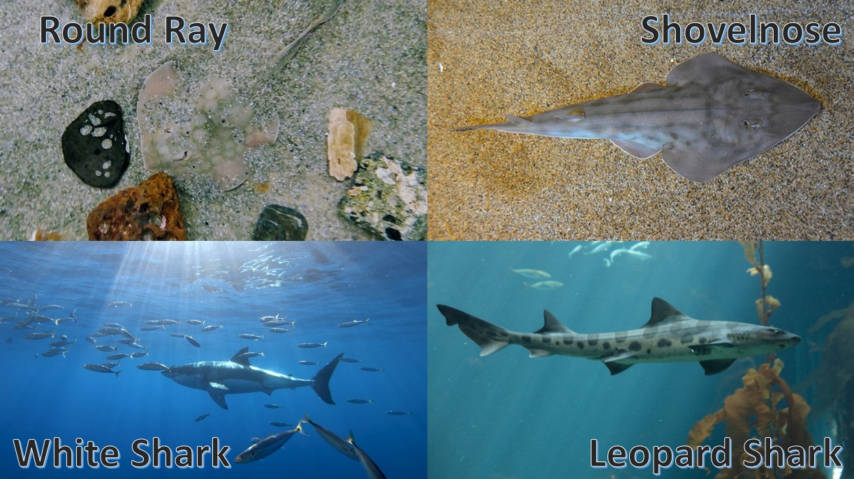 round ray, shovelnose, white shark, and leopard shark