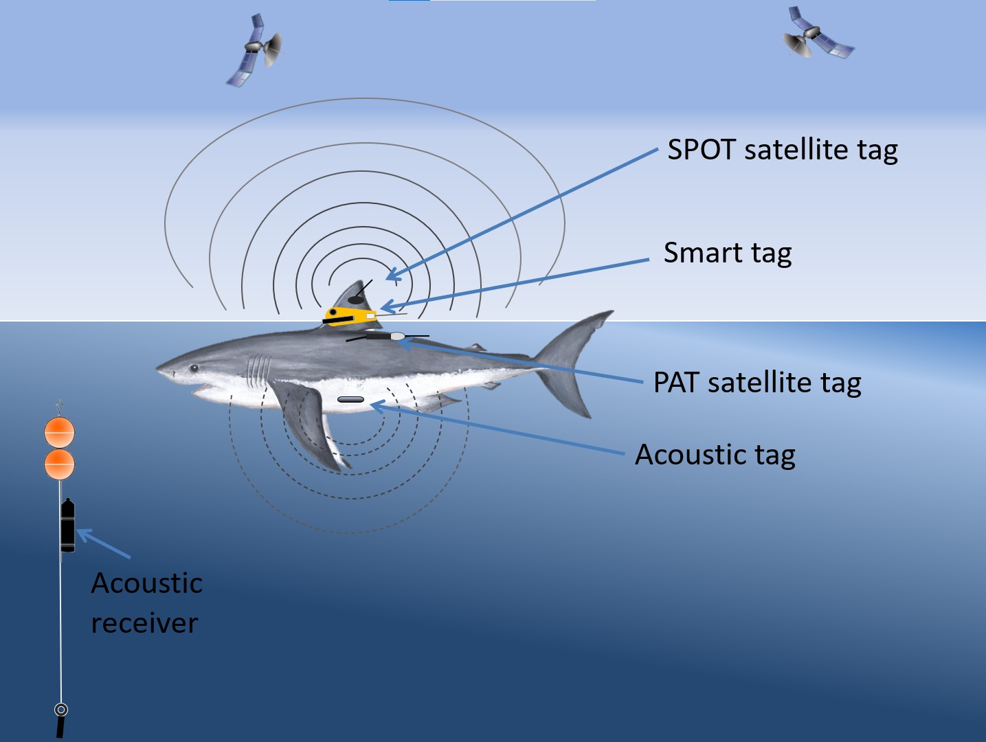 location of tags on a shark