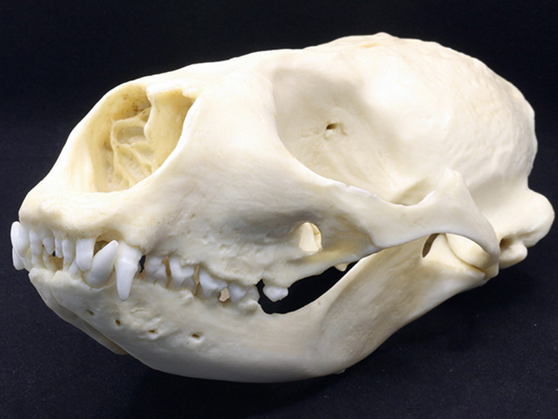 animal skull